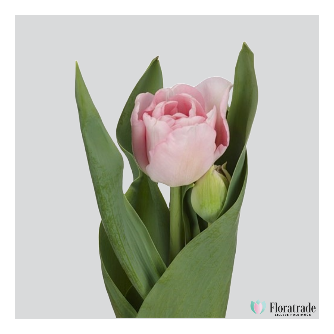 Tulipa do mariage.png (634 KB)